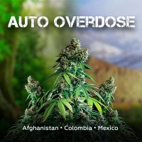 Auto Overdose — мощная новинка от Divine Seeds