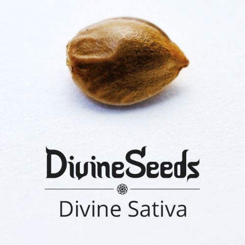 Купить стакан травы Divine Sativa