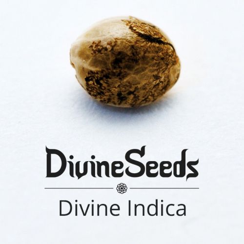 Купить стакан травы Divine Indica