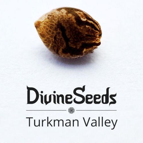 Купить стакан травы Turkman Valley